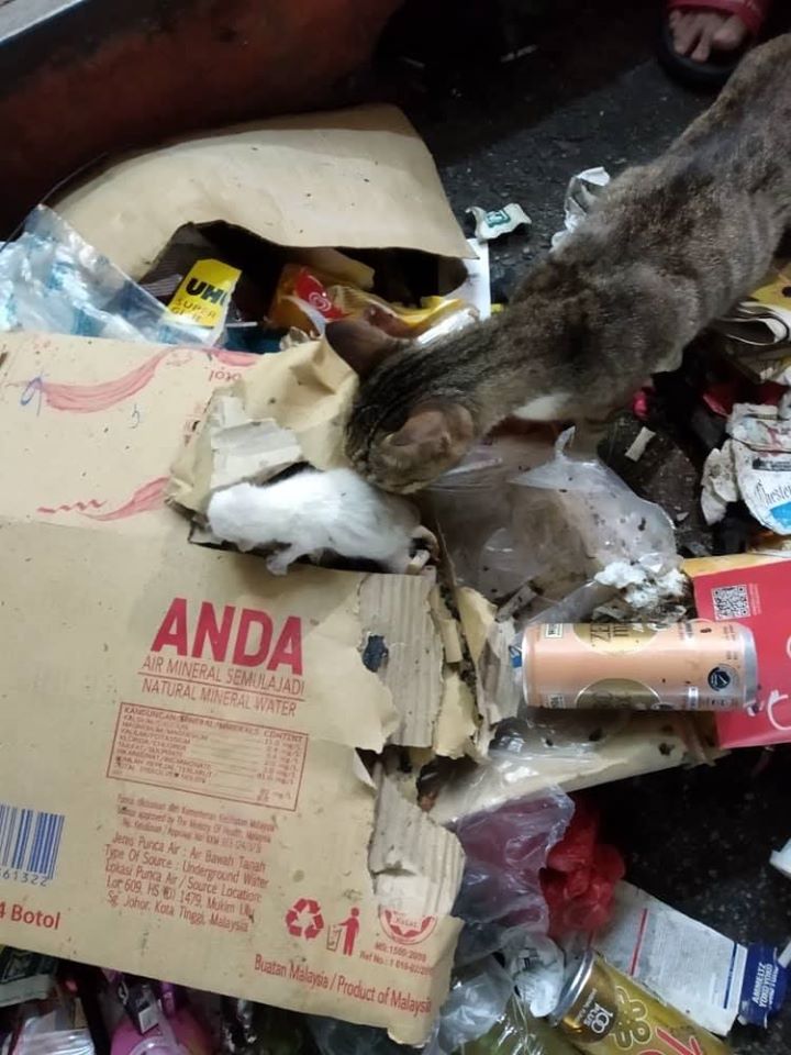 Merayu minta selamatkan anak, pemuda punggah sampah jadi hero ibu 