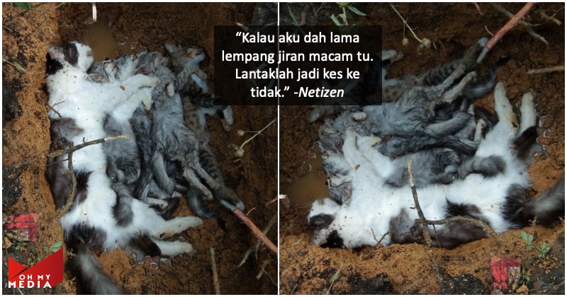 Mati u0027bersepahu0027 depan rumah, pemuda sedih kucing2 diracun jiran kejam