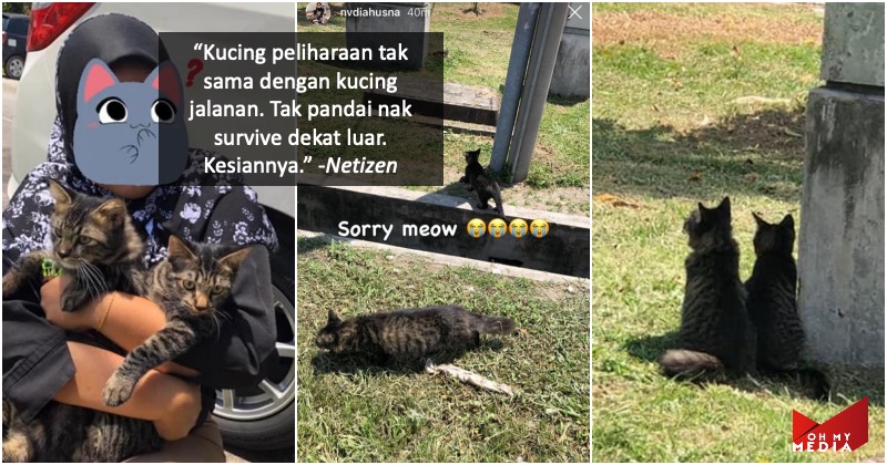 Sayu Lihat Tuan Pergi Kucing Peliharaan Dibuang Tepi Jalanan Buat Netizen Geram