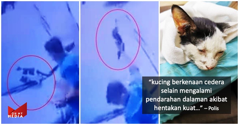 Kejam! Suspek hempas kucing ditahan polis bagi keterangan