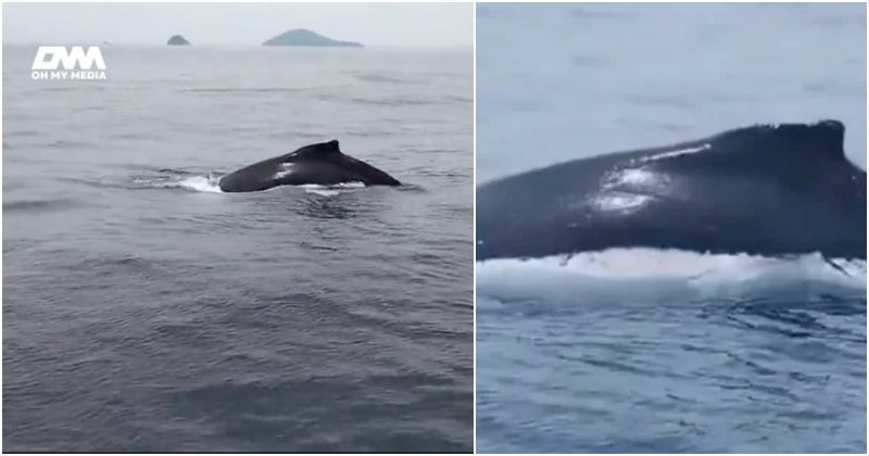 Besar betul! Netizen teruja, paus bungkuk kali pertama muncul di Pulau Redang