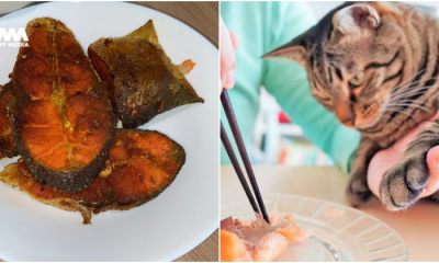 bagi kucing makan ikan salmon