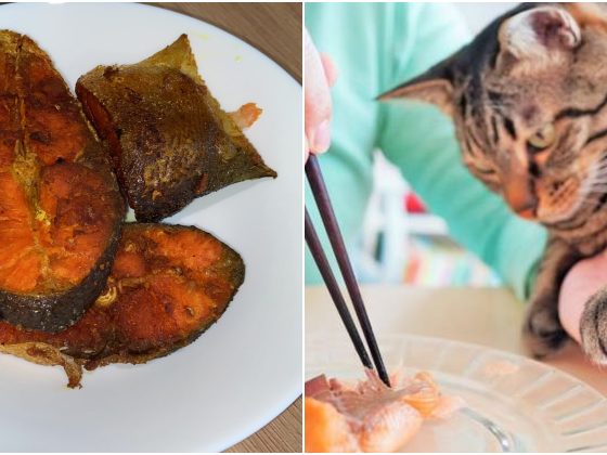 bagi kucing makan ikan salmon