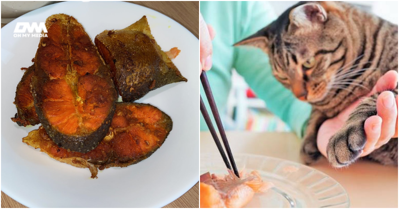 bagi kucing makan ikan salmon