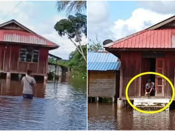 beri empat ekor kucing makan