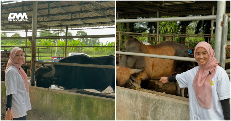 “Dulu seekor kini empat ekor..”- Kieda Crepe syukur dapat infaq lembu, kerbau untuk korban 2025