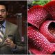 Wan Fayhsal cadang tukar nama Rafflesia