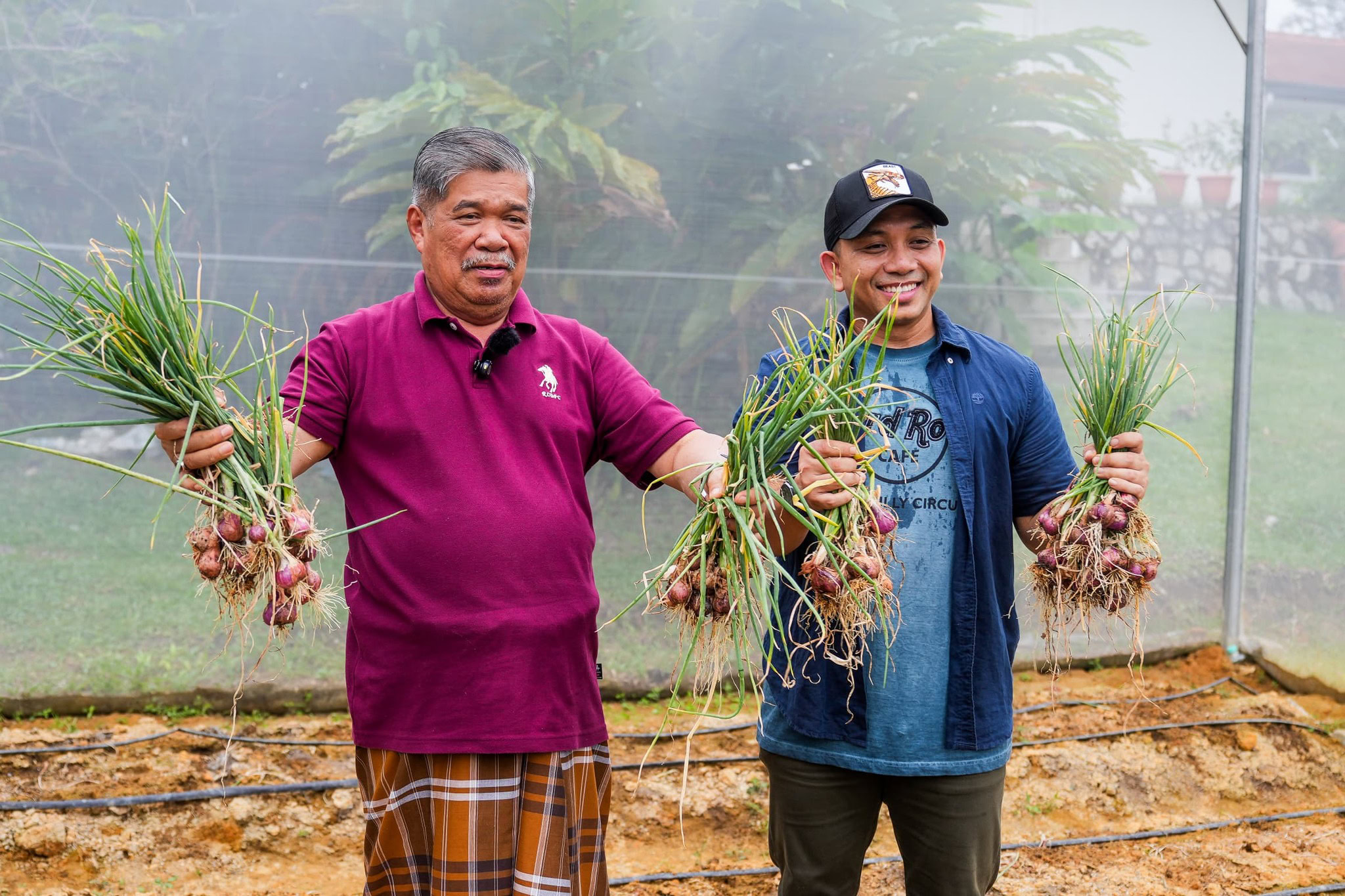 Tuaian pertama bawang merah