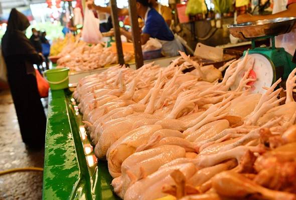 subsidi ayam