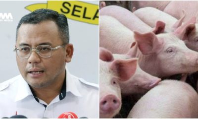 Amirudin Shari nafi Selangor wujud hab penternakan khinzir