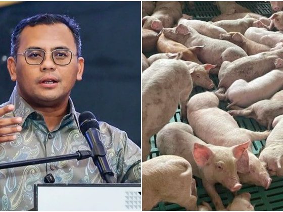 Selangor perketat operasi penternakan khinzir