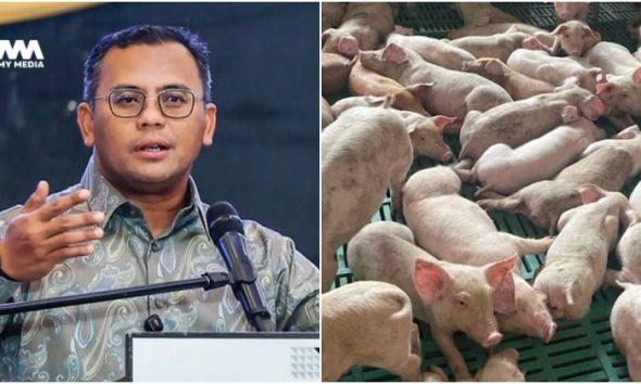 Selangor perketat operasi penternakan khinzir