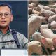 Selangor perketat operasi penternakan khinzir