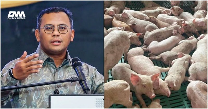 Selangor perketat operasi penternakan khinzir